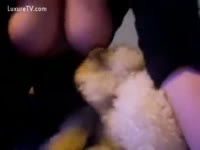 Horny doggies licking their master's sensitive part